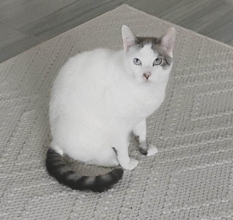 Enlarge Pearl (BLUE eyes) *See video! So sweet , a ADOPTABLE Domestic Short Hair in St. Augustine, FL image 2/5