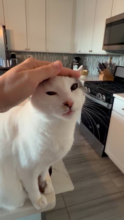 Enlarge Pearl (BLUE eyes) *See video! So sweet , a ADOPTABLE Domestic Short Hair in St. Augustine, FL video 5/5