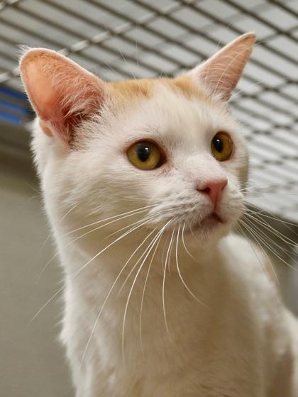 Finn, Adoptable, Adult Male Domestic Short Hair & Domestic Short Hair.