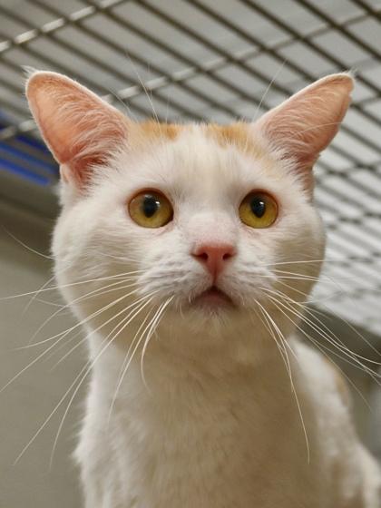 Finn, a Adoptable mixed breed in Fresno, CA image 3/3