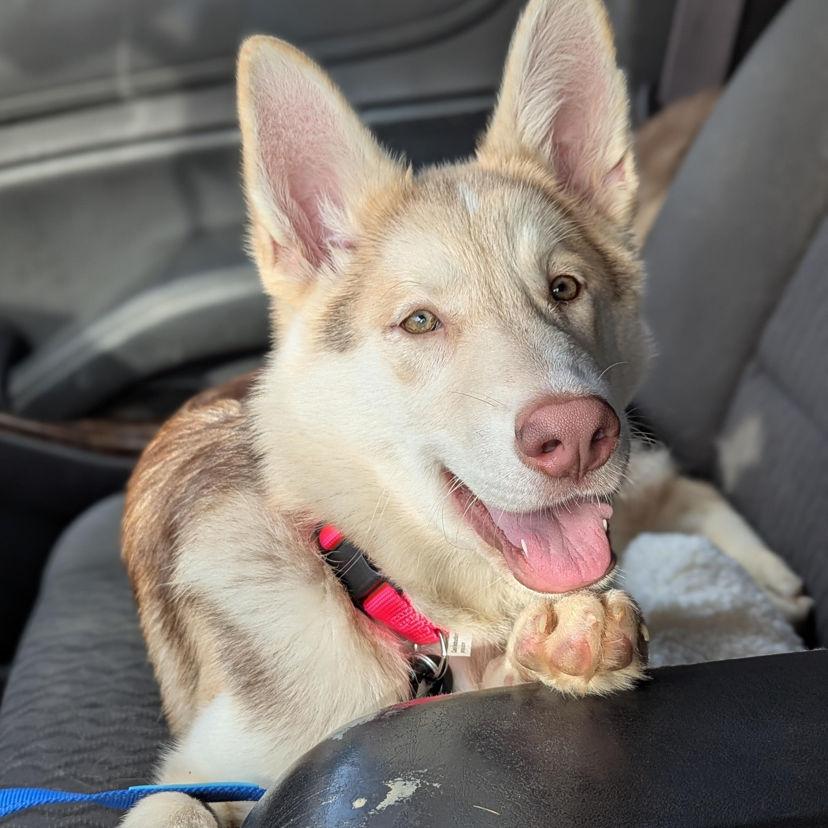 Dishes, Baby Female Husky