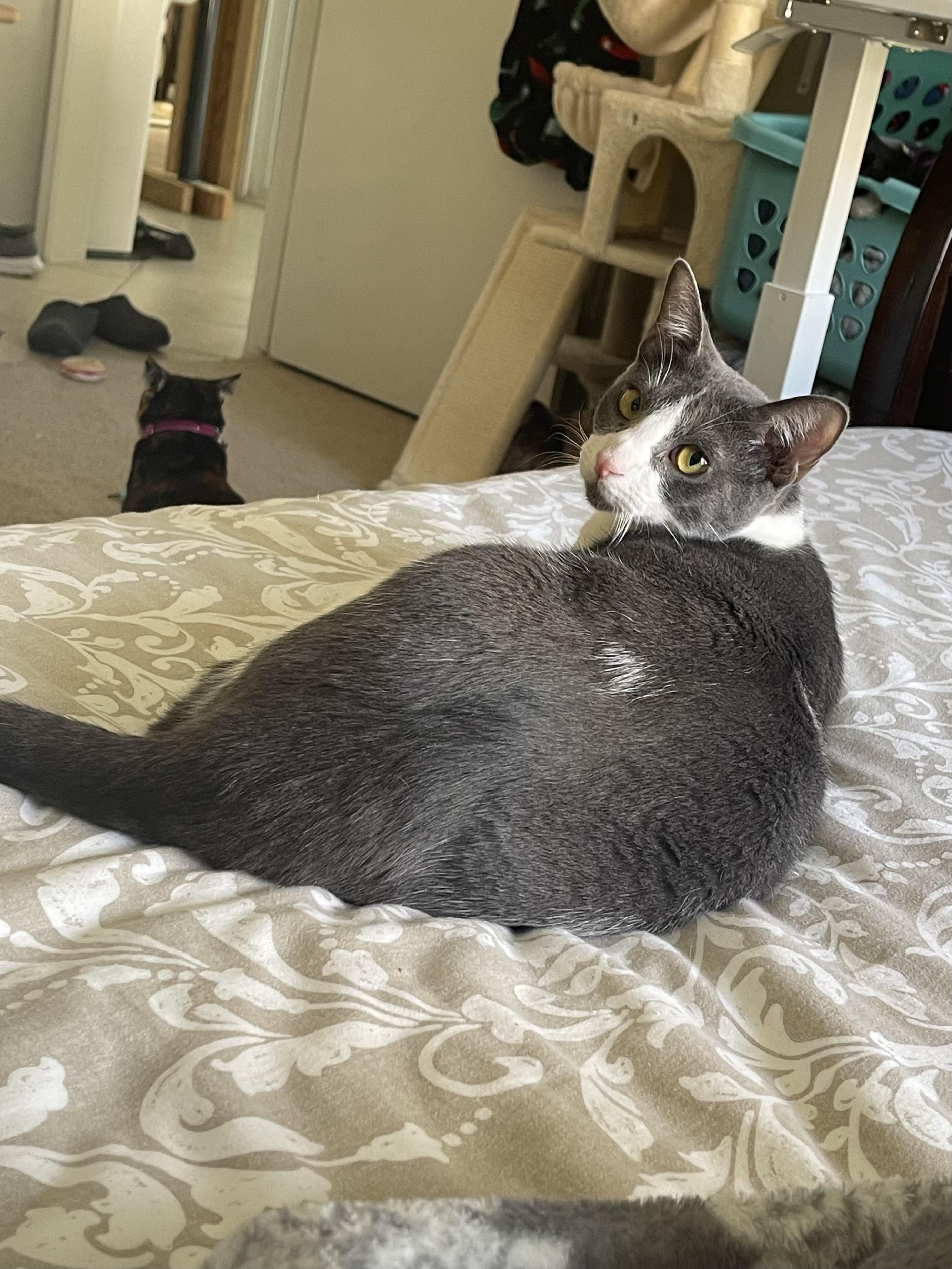 Gary - Riley Fuzzel Petsmart