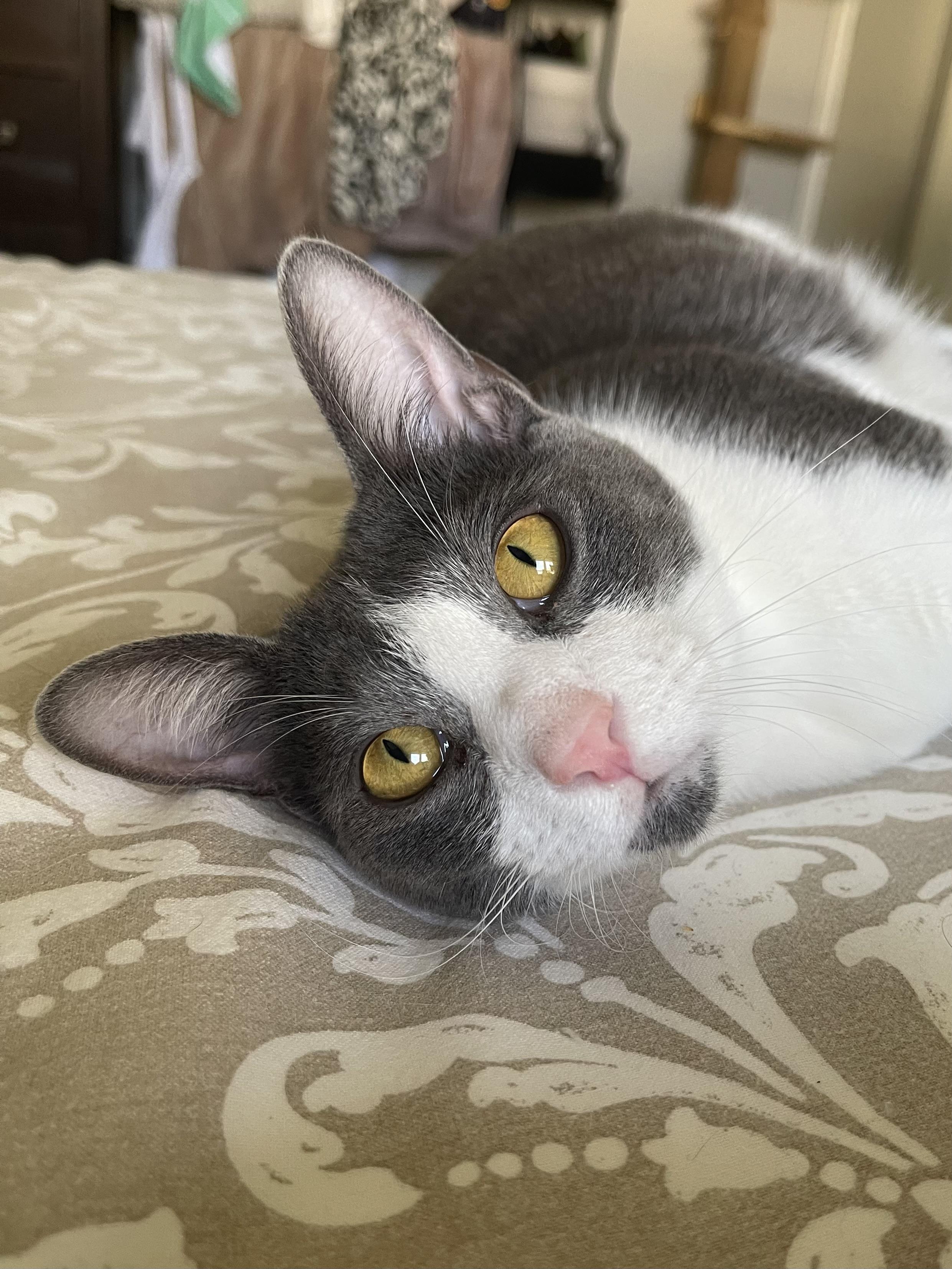 Gary - Riley Fuzzel Petsmart — thumbnail 2