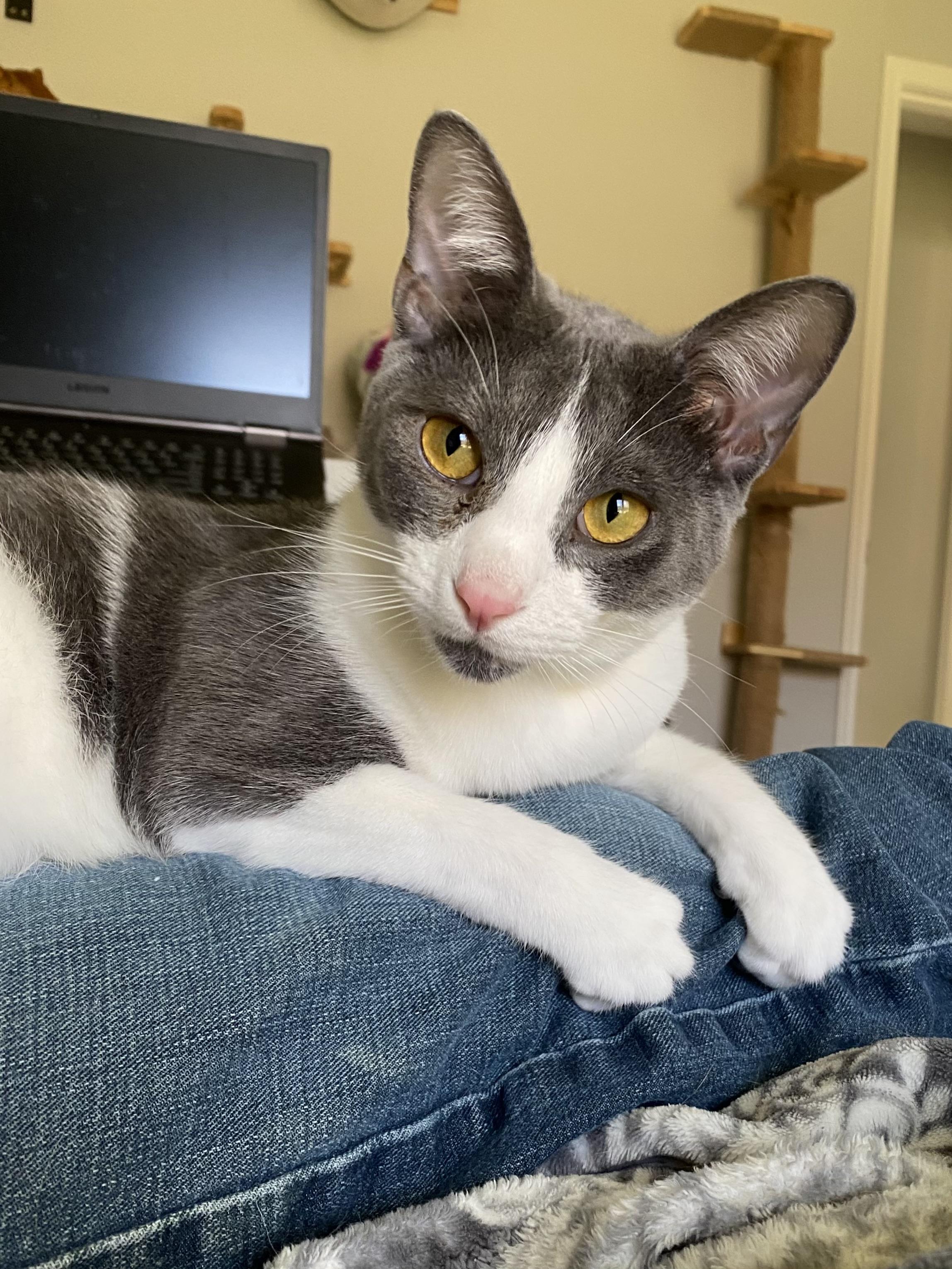 Gary - Riley Fuzzel Petsmart — thumbnail 3