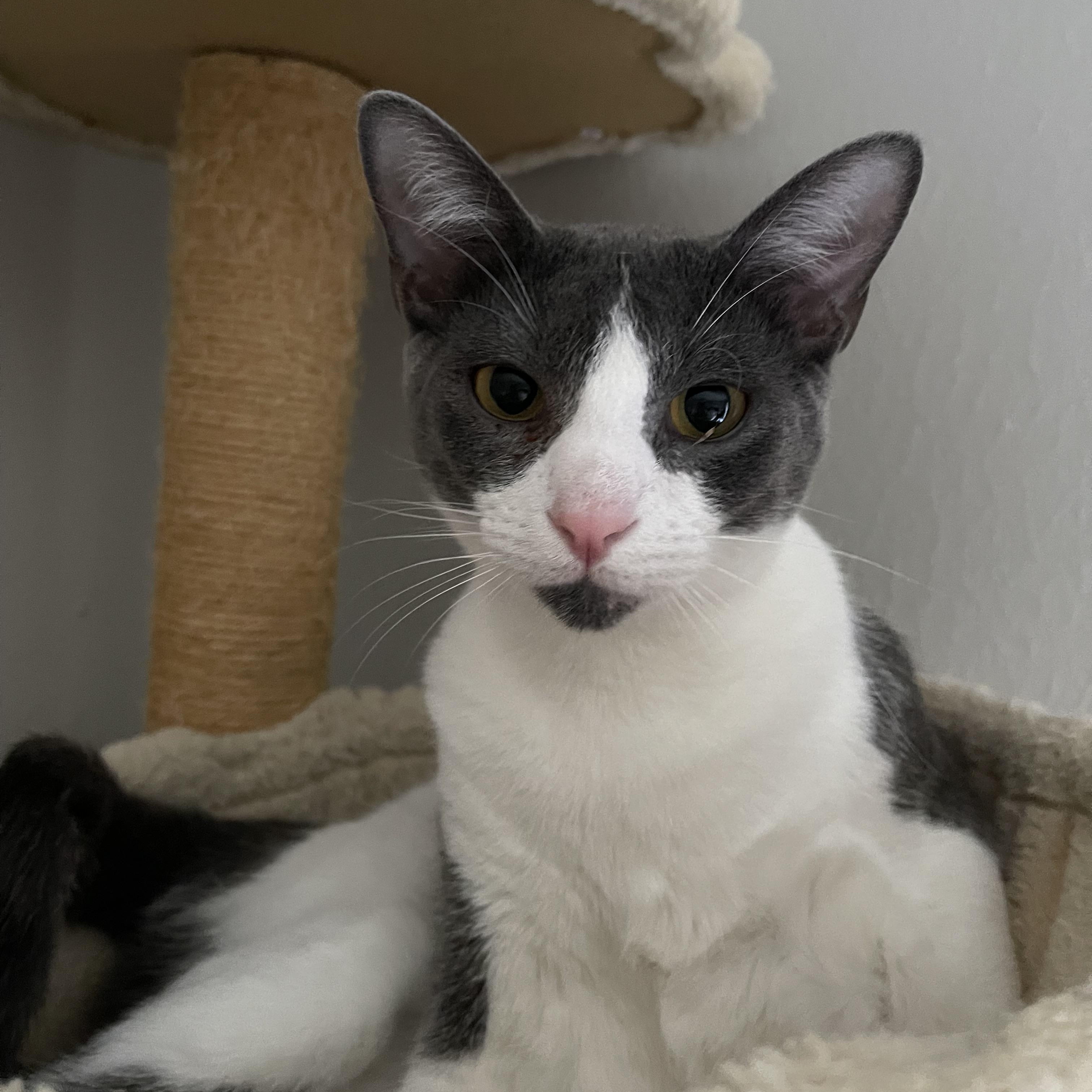 Gary - Riley Fuzzel Petsmart — thumbnail 4