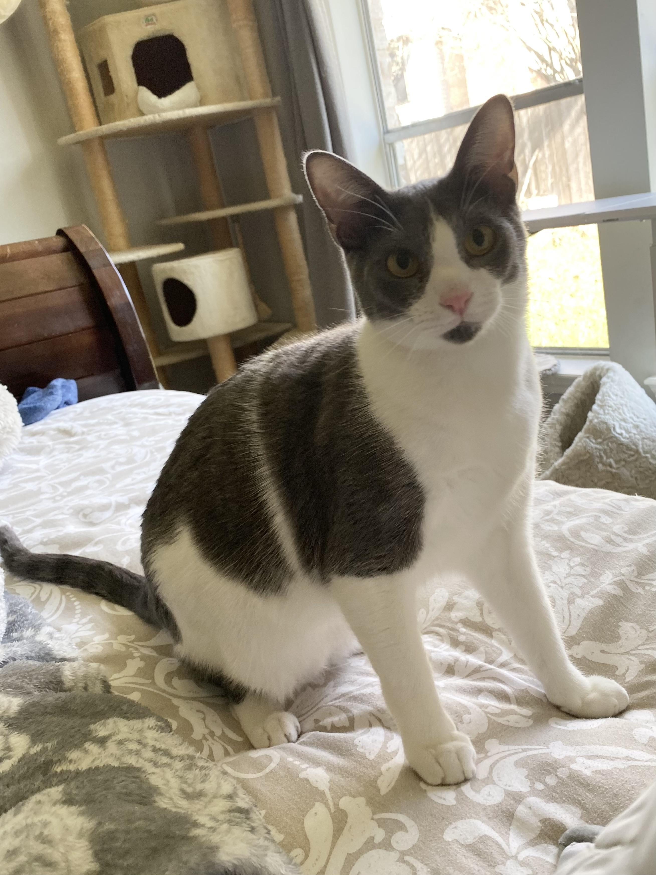 Gary - Riley Fuzzel Petsmart — thumbnail 5