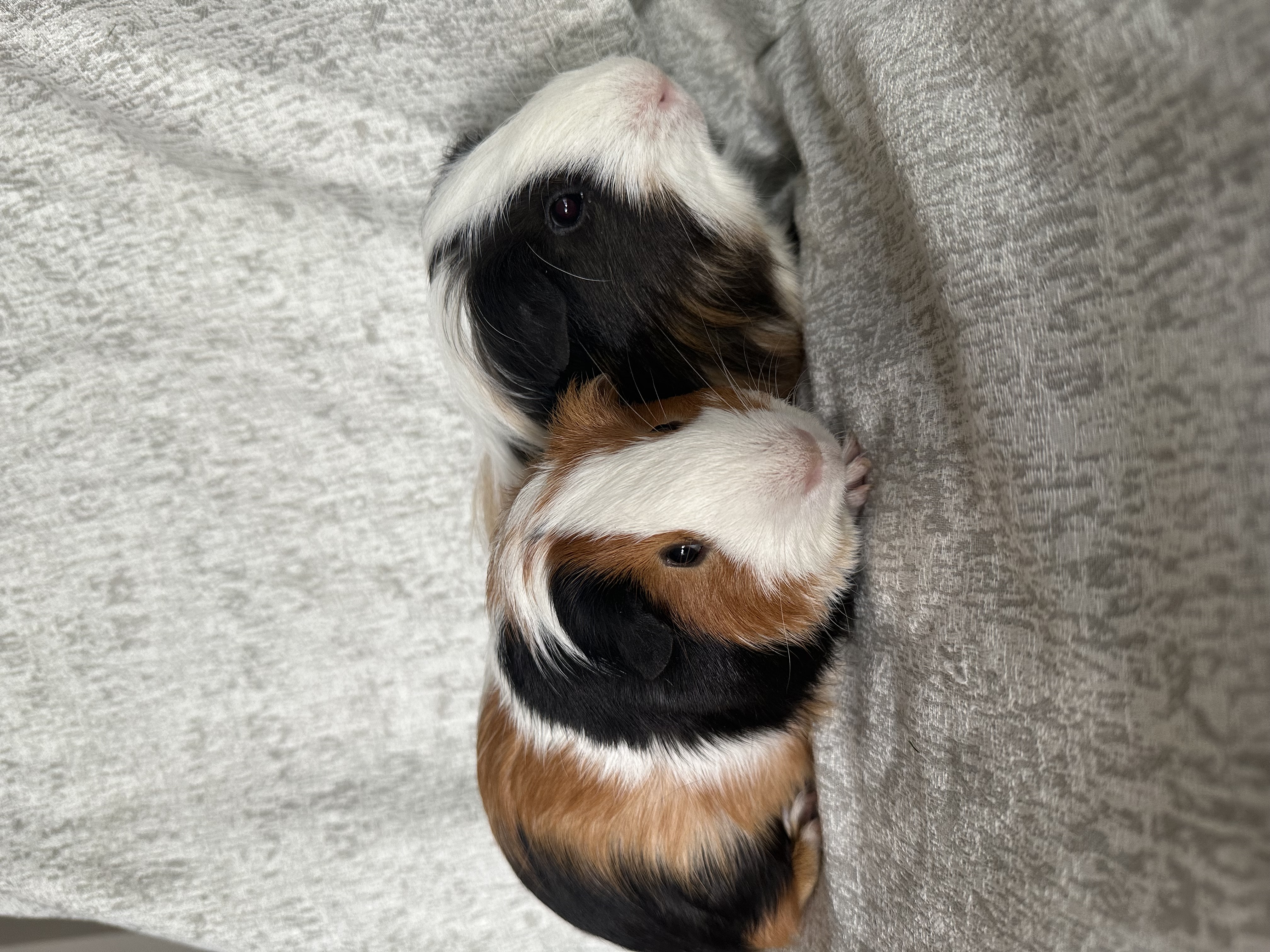 Enlarge George & Zion, a Adoptable Silkie / Sheltie in Magnolia, TX image 2/5