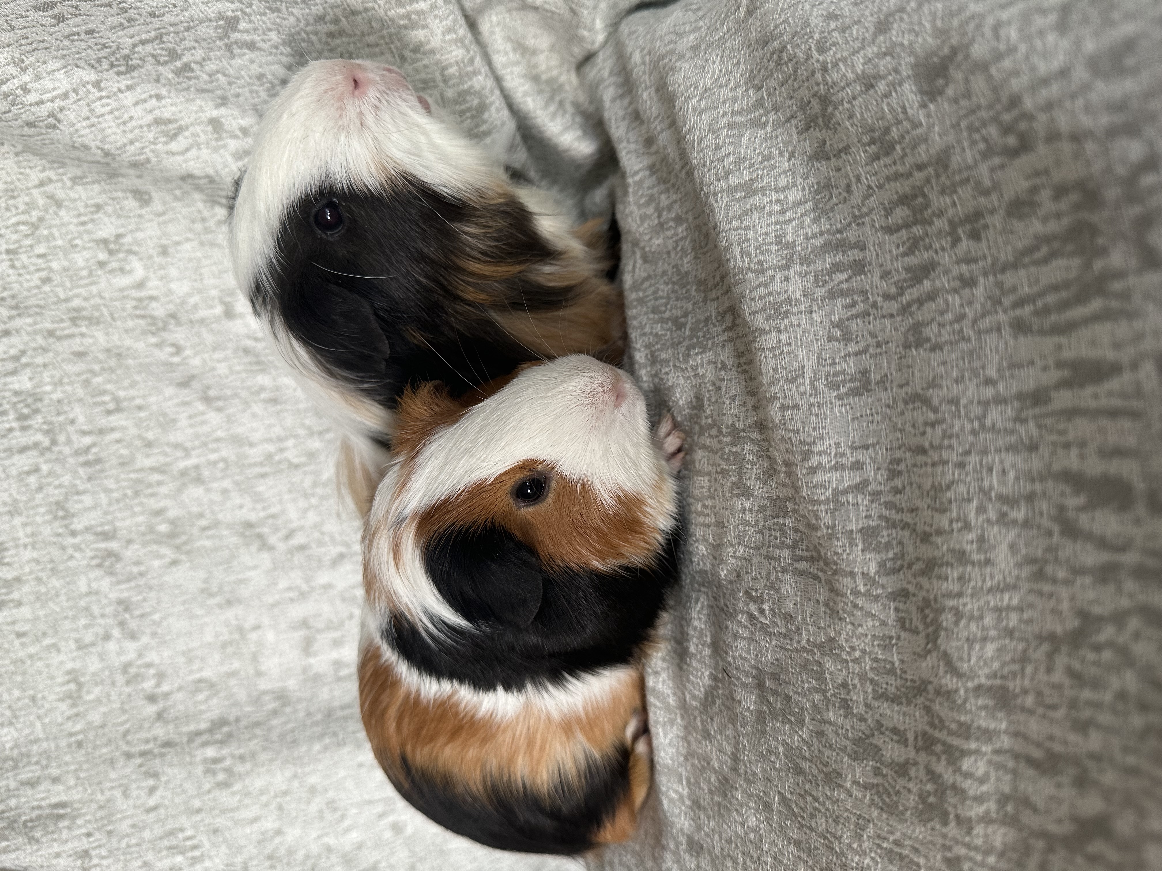 Enlarge George & Zion, a Adoptable Silkie / Sheltie in Magnolia, TX image 1/5