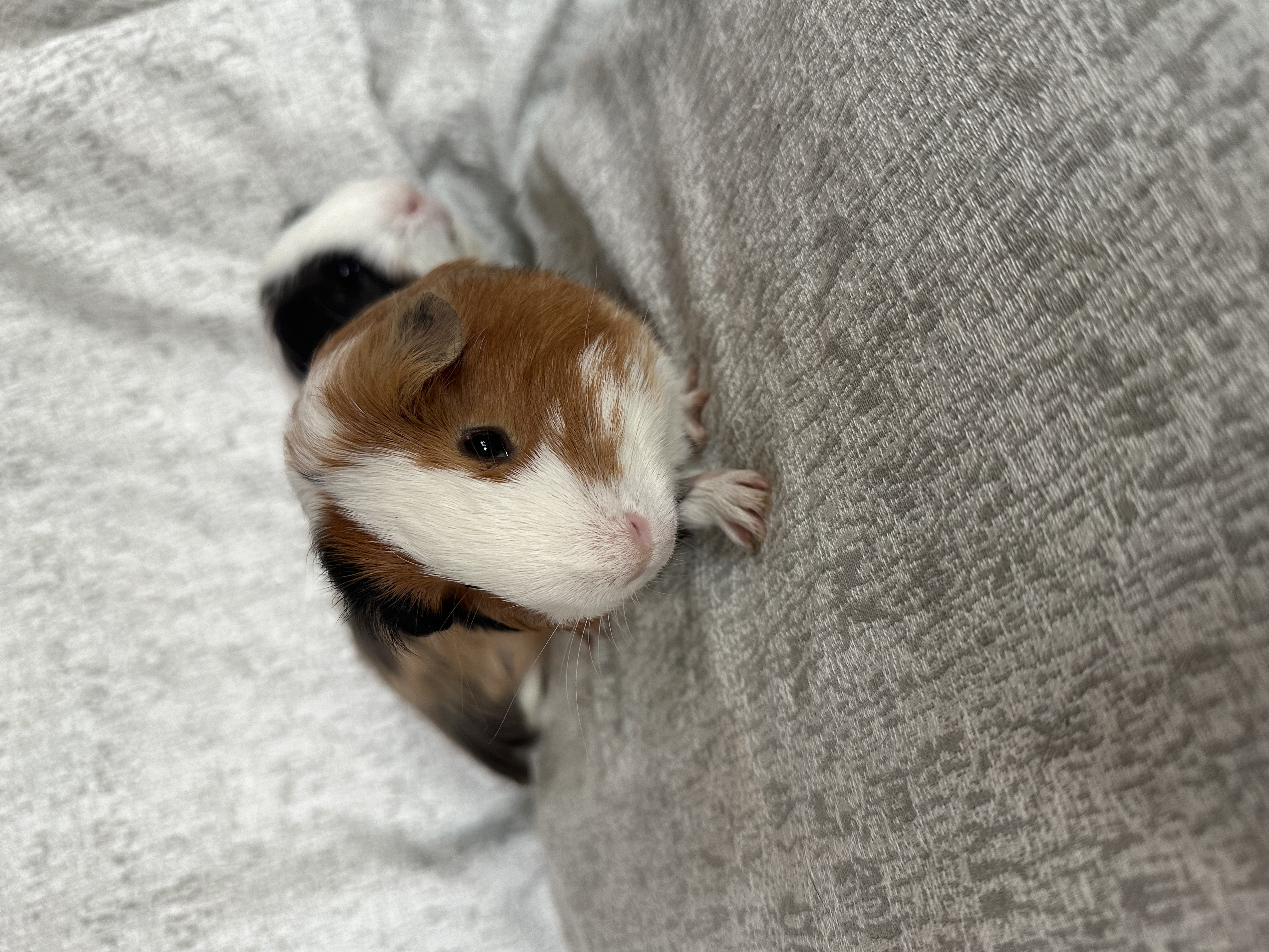 Enlarge George & Zion, a Adoptable Silkie / Sheltie in Magnolia, TX image 5/5