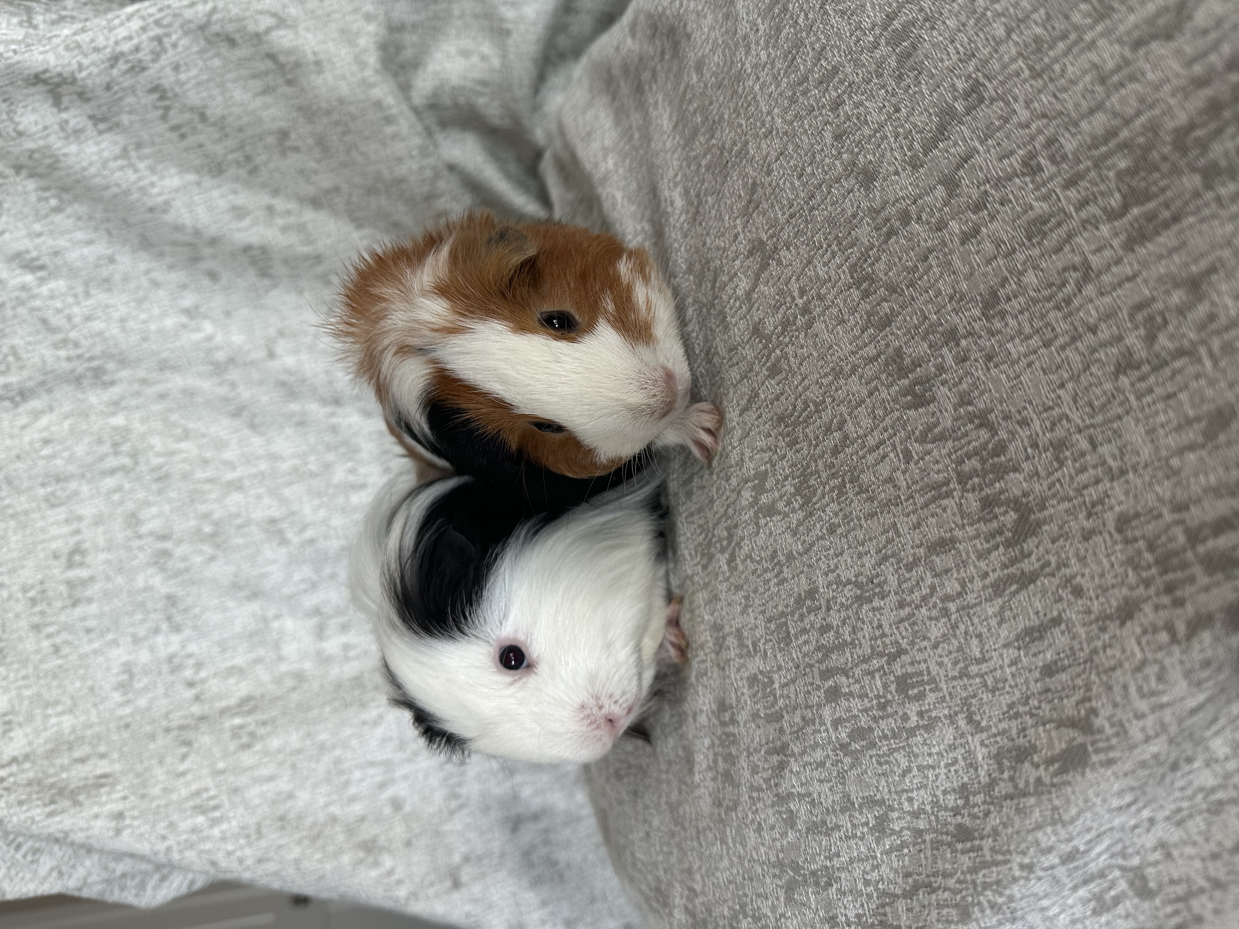 Enlarge George & Zion, a Adoptable Silkie / Sheltie in Magnolia, TX image 4/5