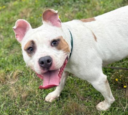 179885 Yami (Off Site Foster)