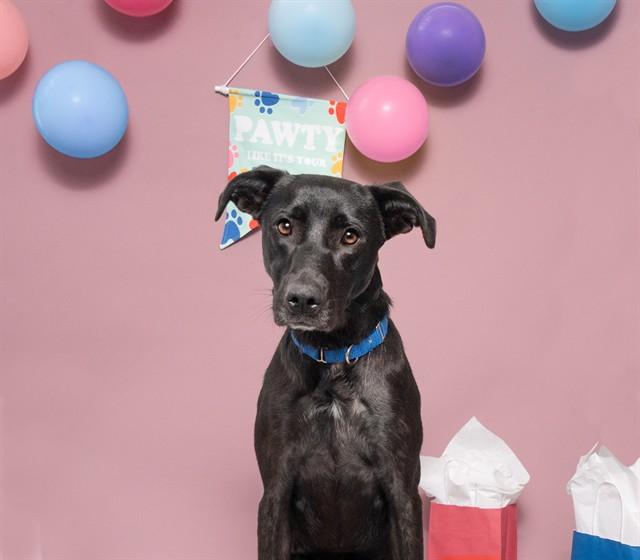 JUNIE, Adoptable, Adult Female Labrador Retriever & Mixed Breed.