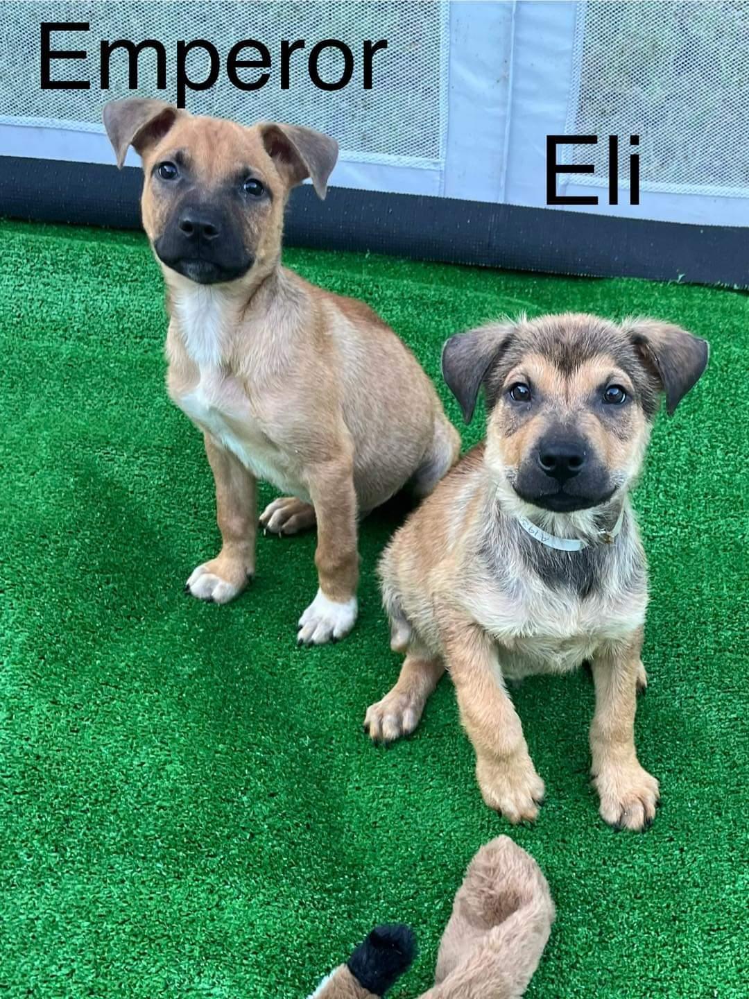 Emperor and Eli, an adopted Shar-Pei & German Shepherd Dog Mix in Chattanooga, TN_image-1