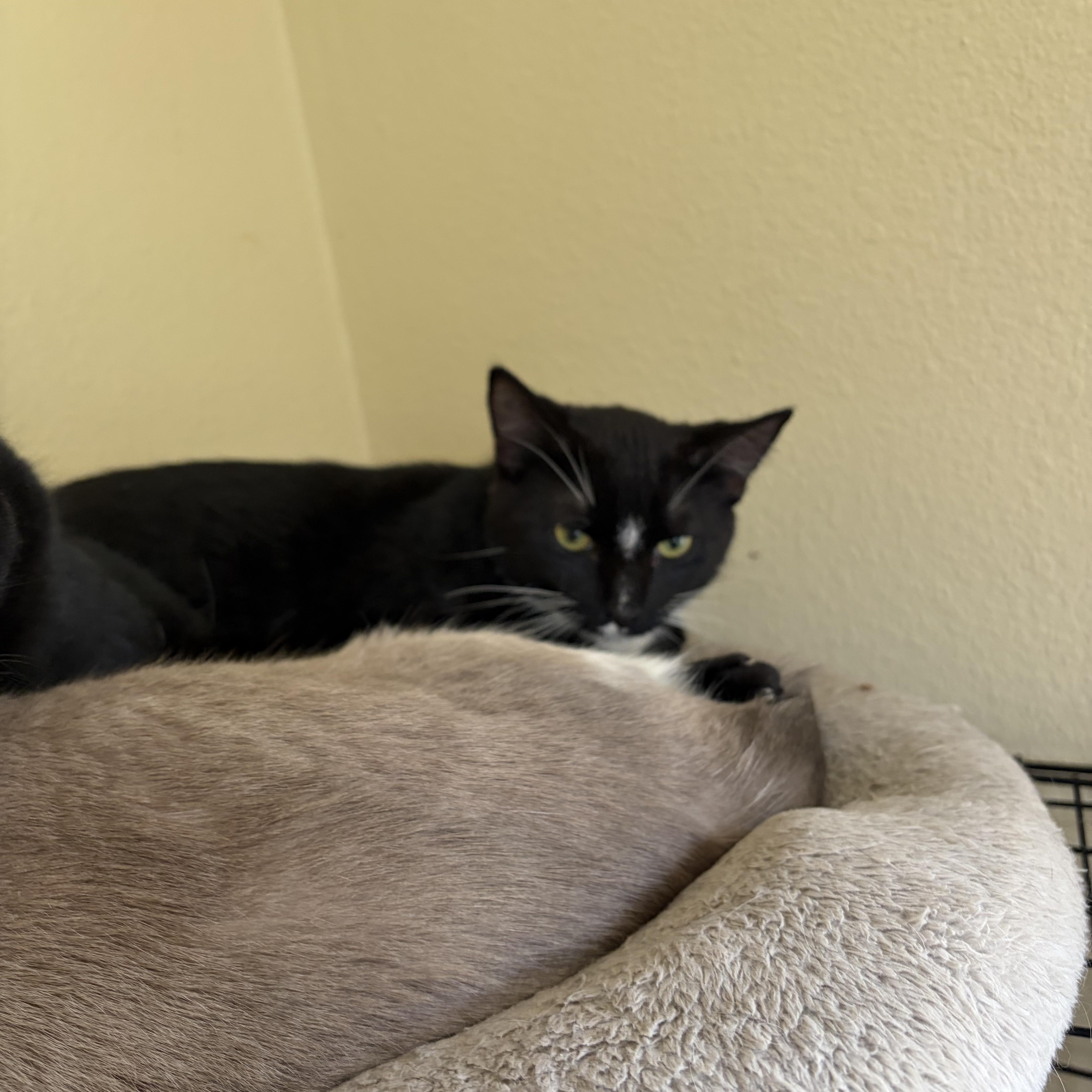 Mickey, ADOPTABLE, Young Male Domestic Short Hair.