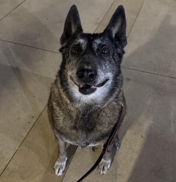 Missy, Adoptable, Senior Female Belgian Shepherd / Sheepdog.