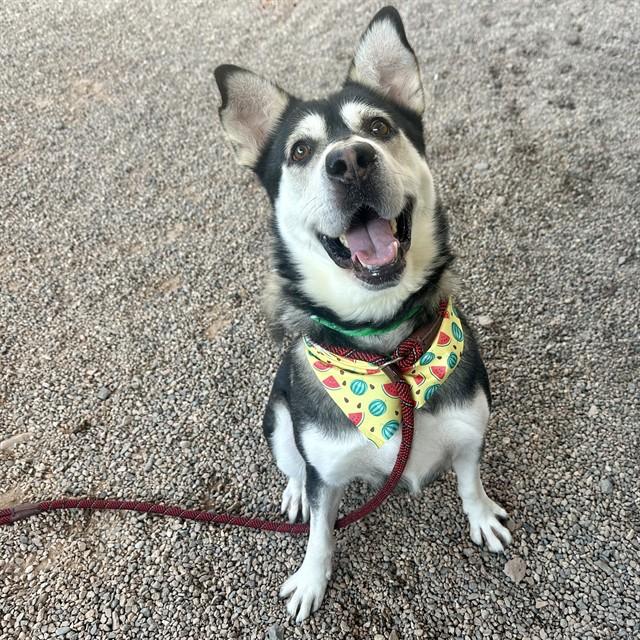 Enlarge ALMONDO, a Adoptable Siberian Husky in Mesa, AZ image 1/1