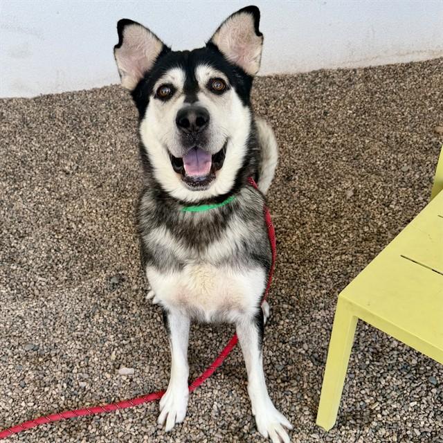 Enlarge ALMONDO, a Adoptable Siberian Husky in Mesa, AZ image 1/1