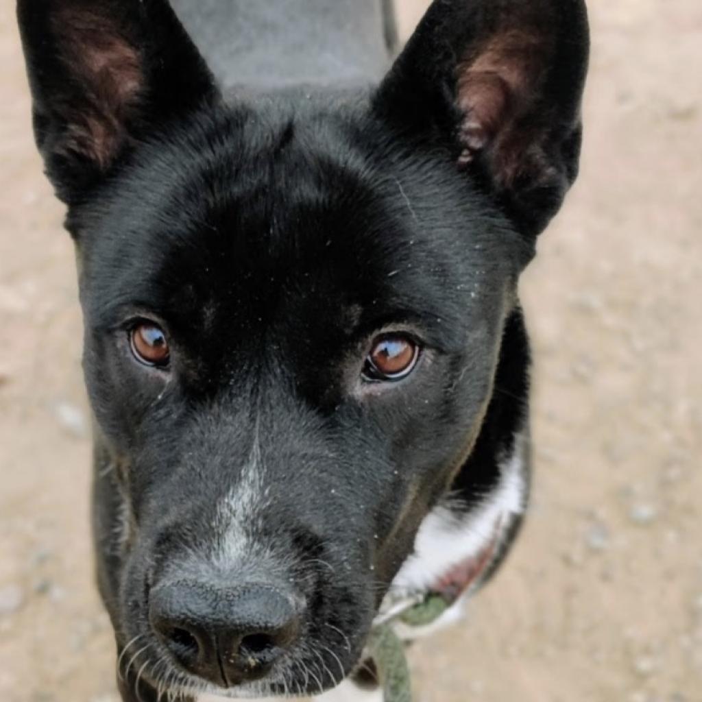 Delilah, Adoptable, Adult Female Black Labrador Retriever & Mixed Breed.