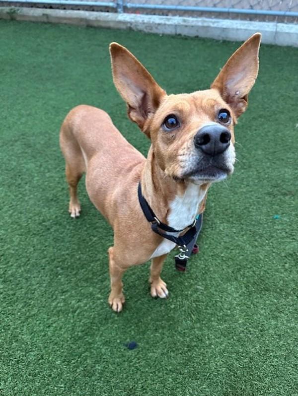 Enlarge Colita, a Adoptable mixed breed in Oceanside, CA image 1/1