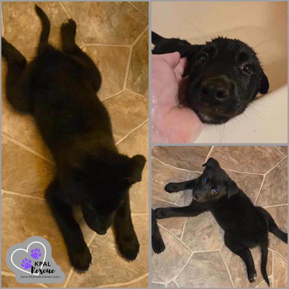 Pistachio - Nuts Litter, Adoptable, Puppy Male Mixed Breed & Mixed Breed.