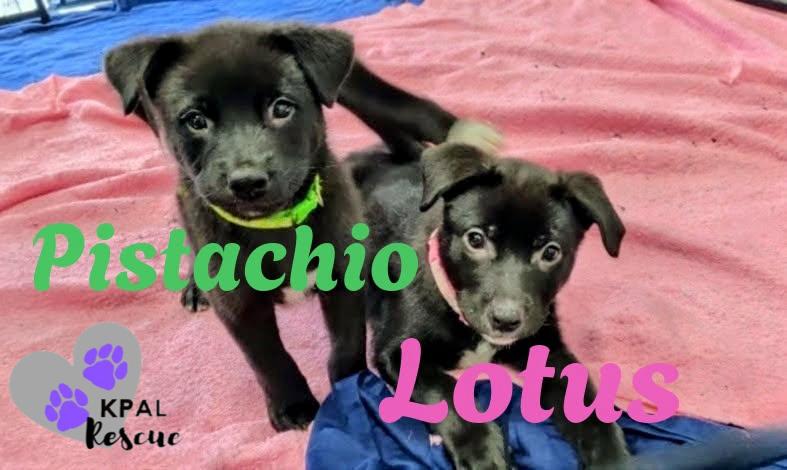 Pistachio - Nuts Litter, a Adoptable mixed breed in Kenai, AK image 2/2