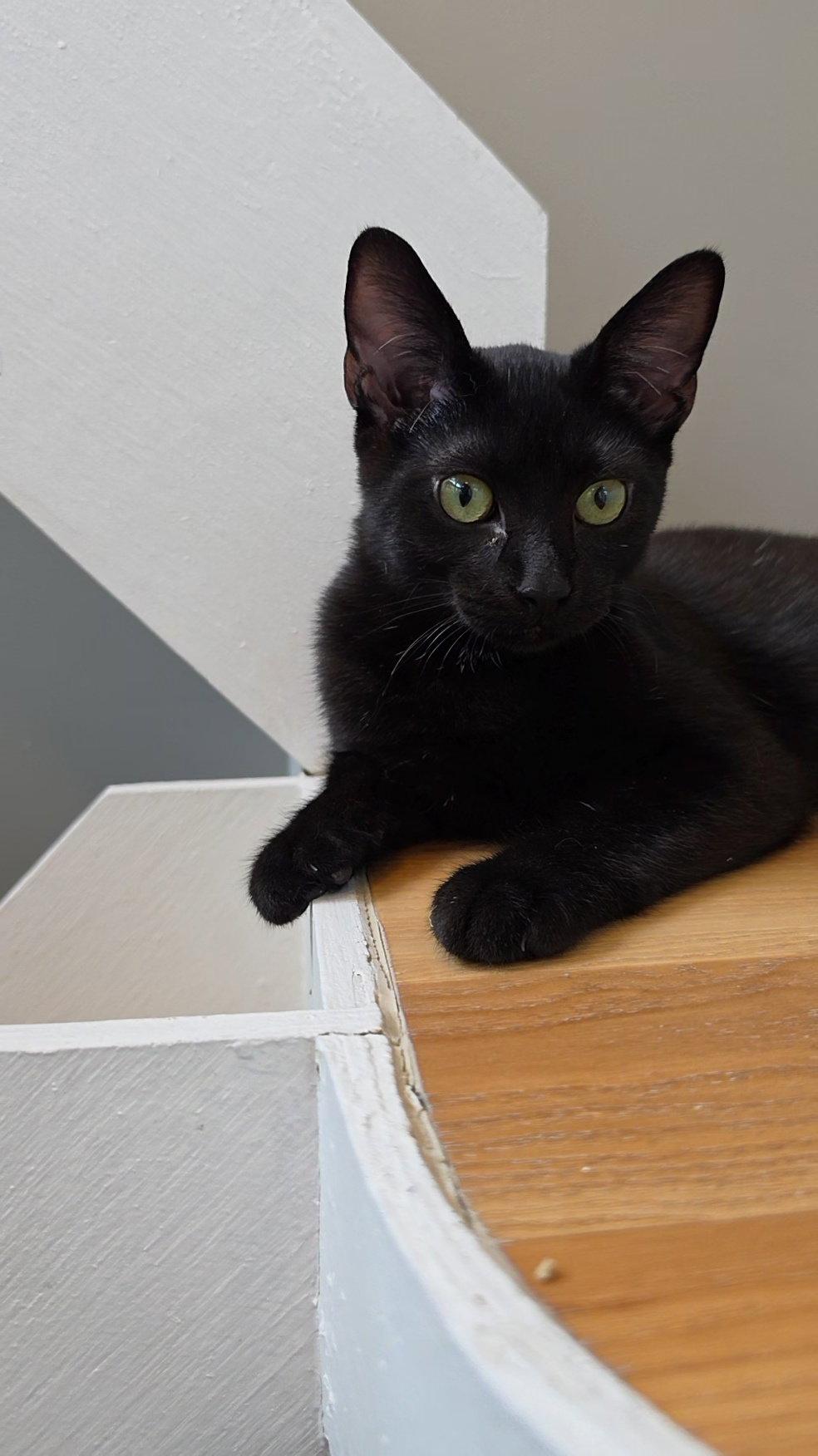 Enlarge Luna, a Adopted Domestic Short Hair in Leesburg, VA image 1/3