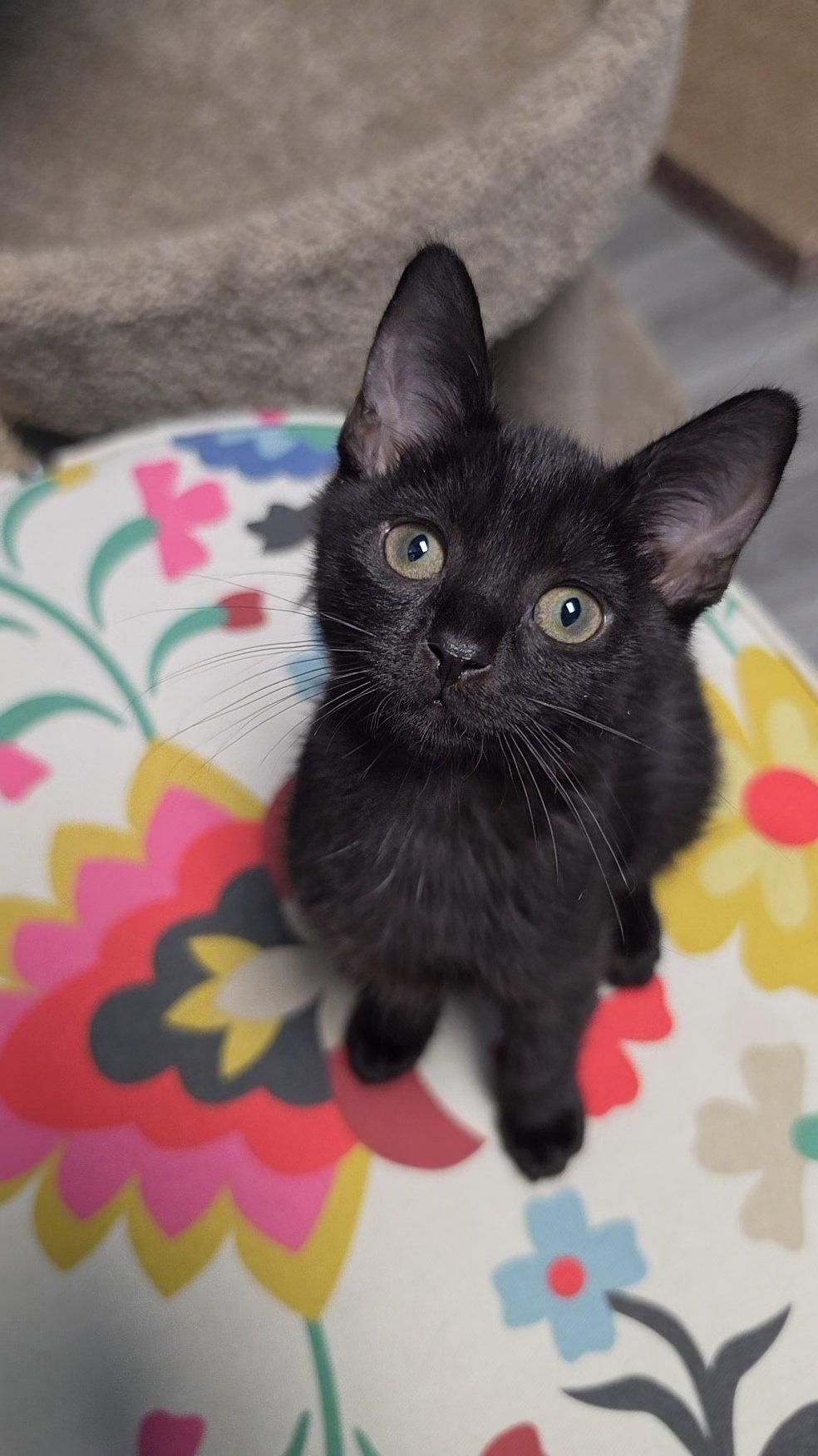 Enlarge Luna, a Adopted Domestic Short Hair in Leesburg, VA image 2/3