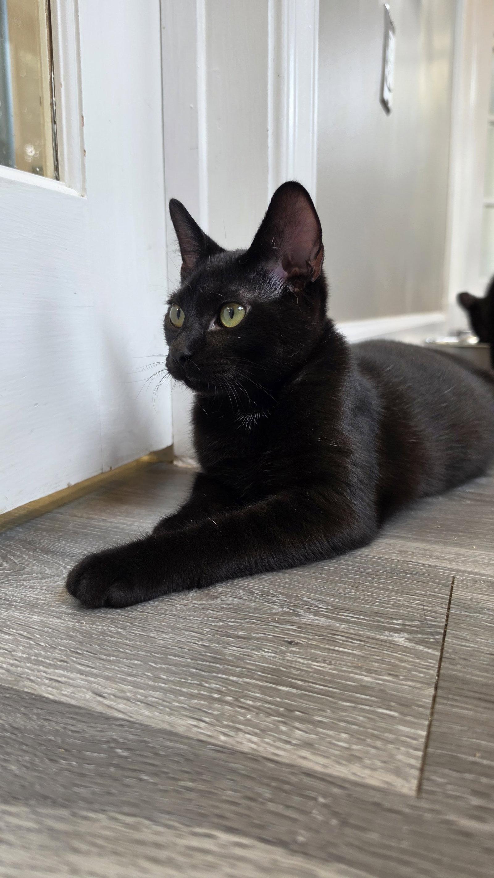 Enlarge Luna, a Adopted Domestic Short Hair in Leesburg, VA image 3/3