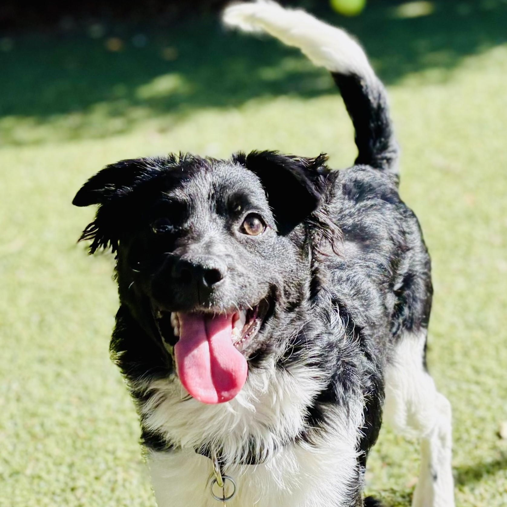 Barrel, adopted, Puppy Male Spaniel & Terrier.