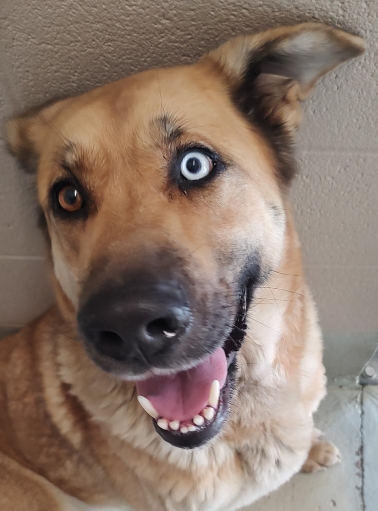 Enlarge Daisy Dookie, a Adoptable Shepherd in Quincy, CA image 1/1