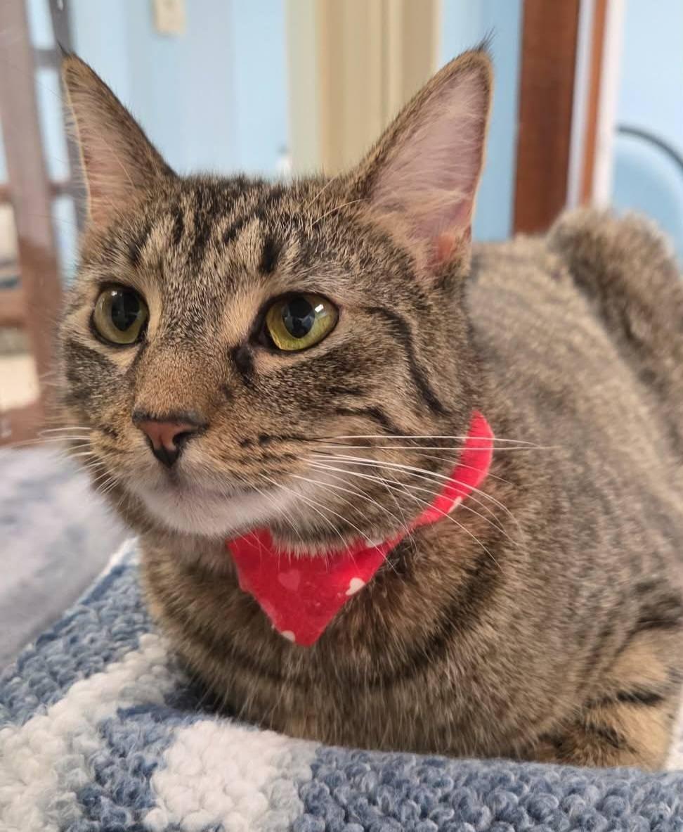 Jasmine, a ADOPTABLE Domestic Short Hair in Rochester, NY image 3/4