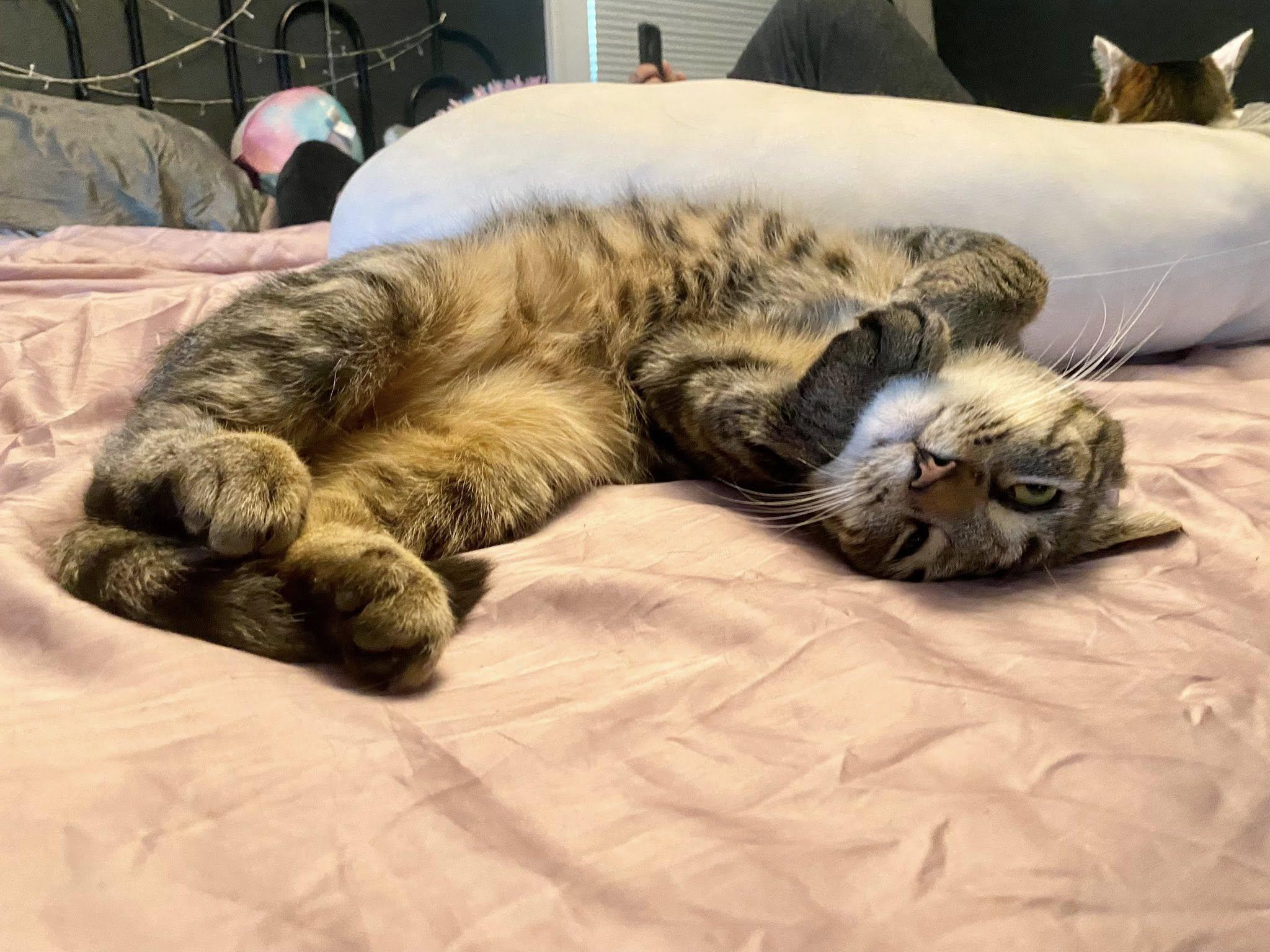 Jasmine, a ADOPTABLE Domestic Short Hair in Rochester, NY image 4/4