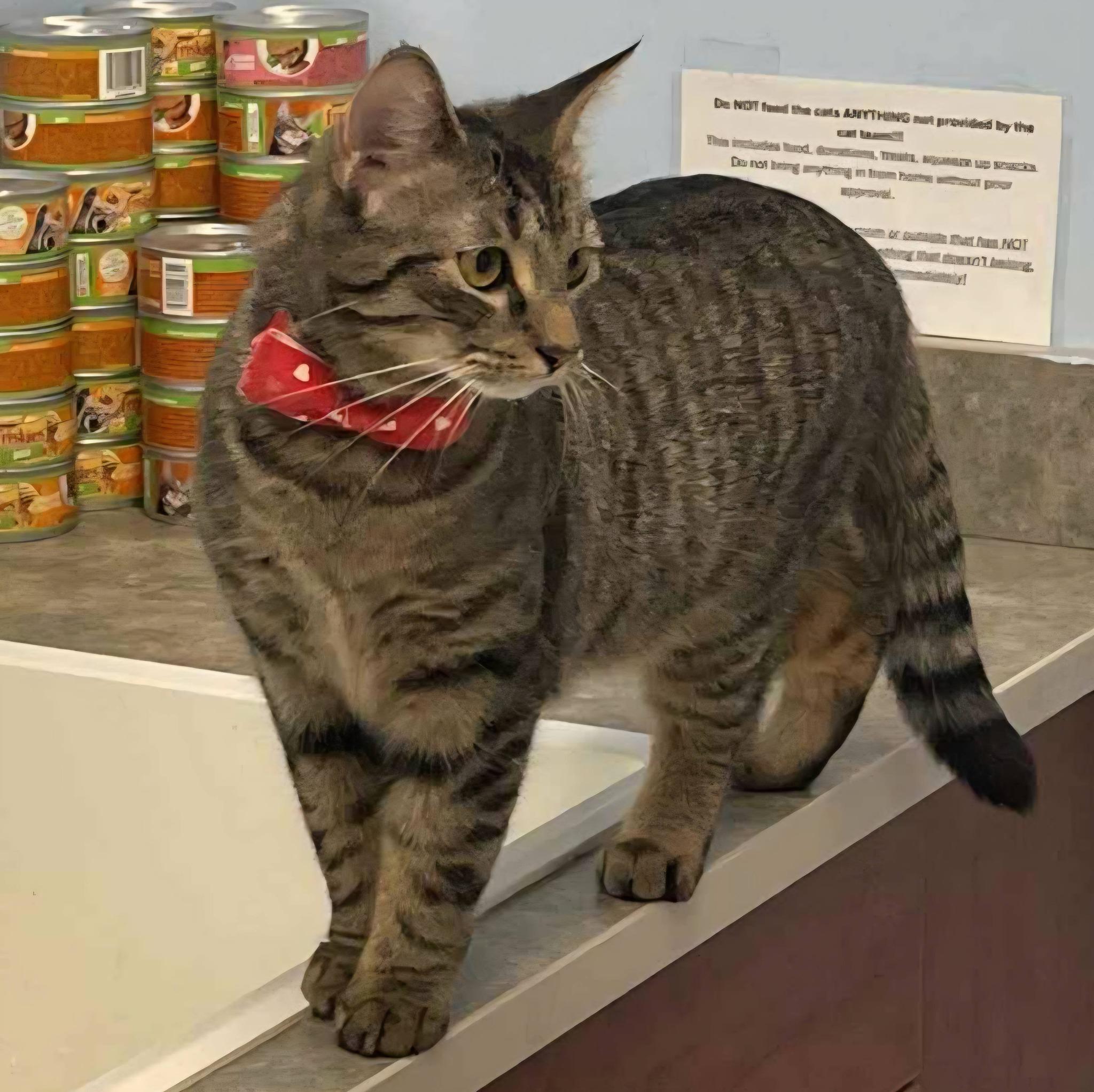Jasmine, ADOPTABLE, Adult Female Domestic Short Hair.