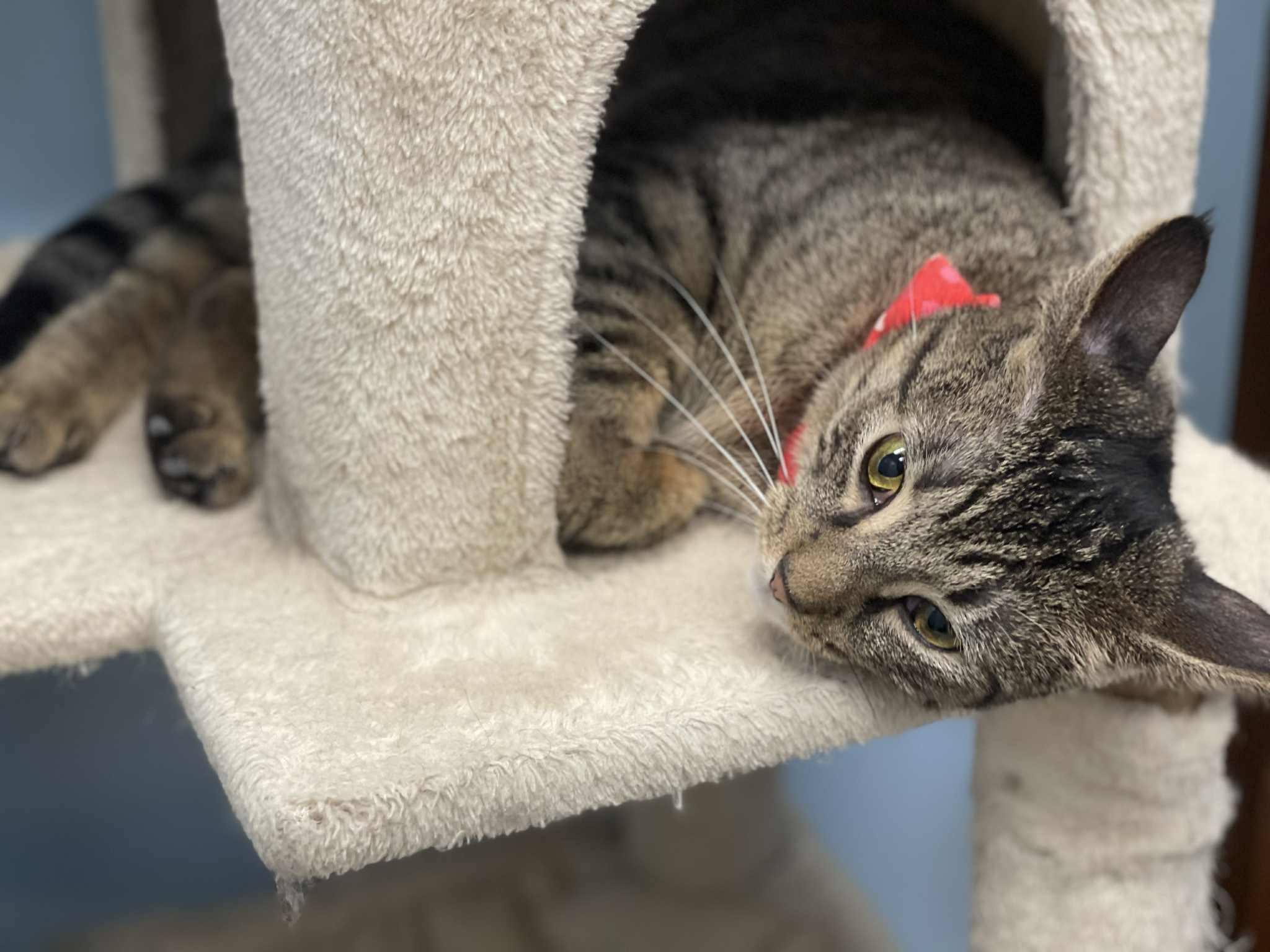 Jasmine, a ADOPTABLE Domestic Short Hair in Rochester, NY image 2/4