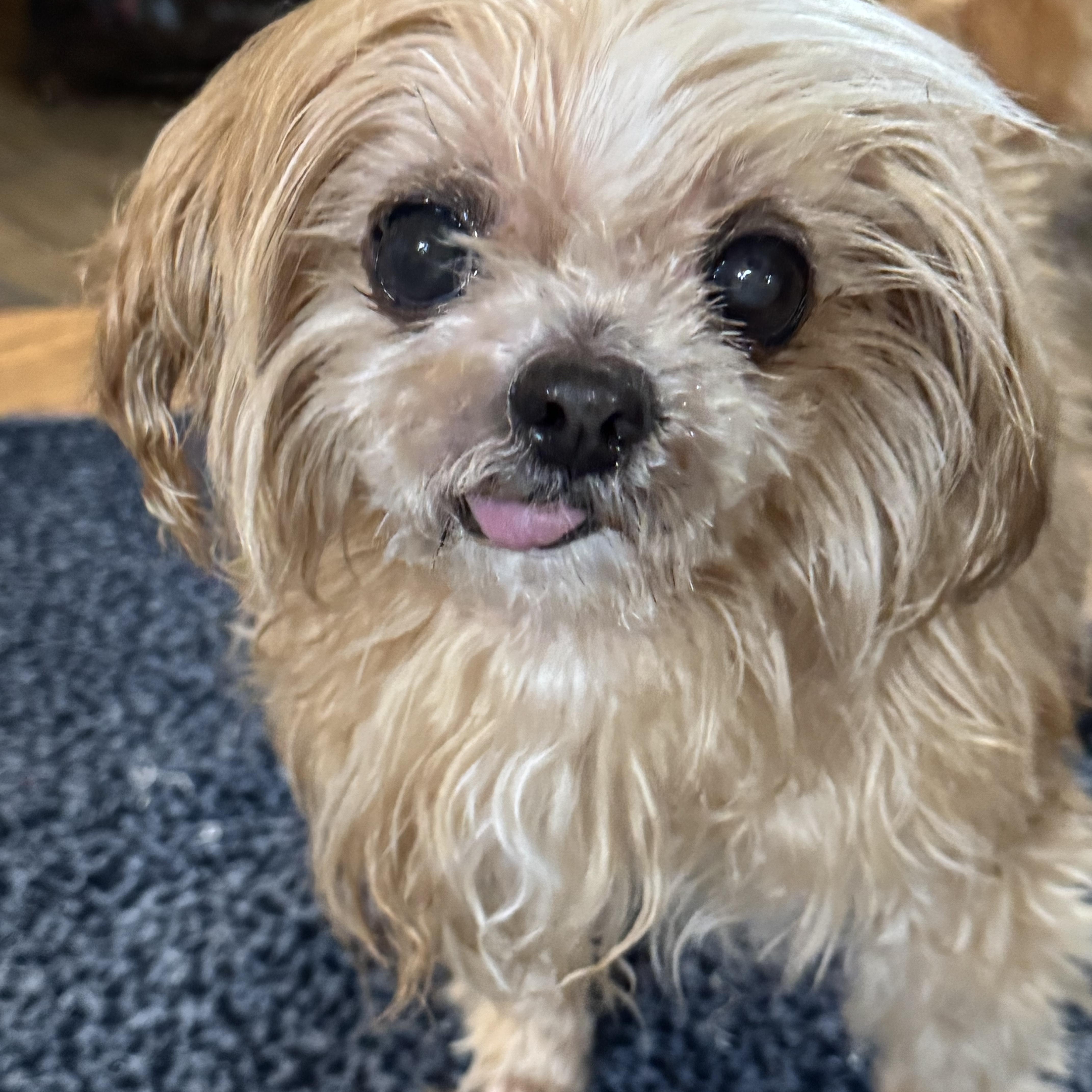 Lexi, a Adoptable Pekingese in Blue Ridge, GA image 1/3