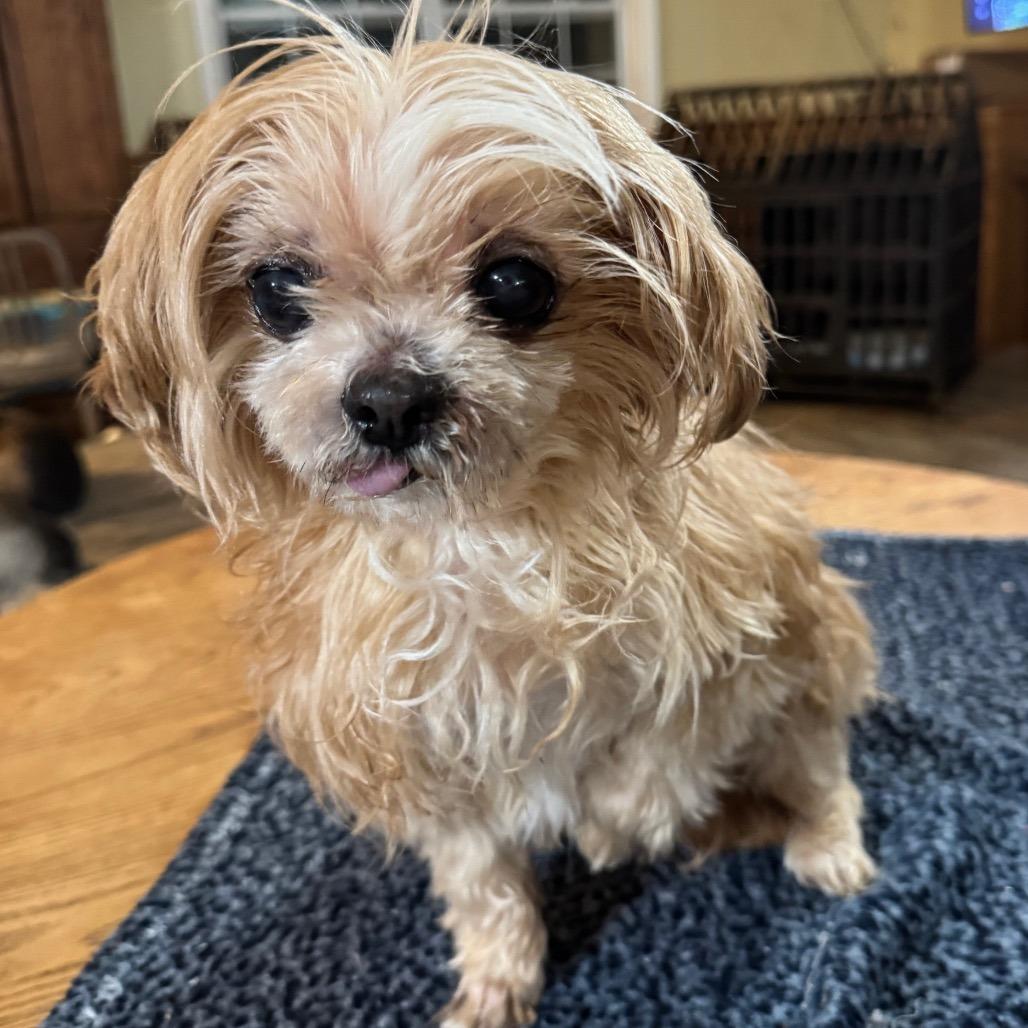 Lexi, a Adoptable Pekingese in Blue Ridge, GA image 3/3