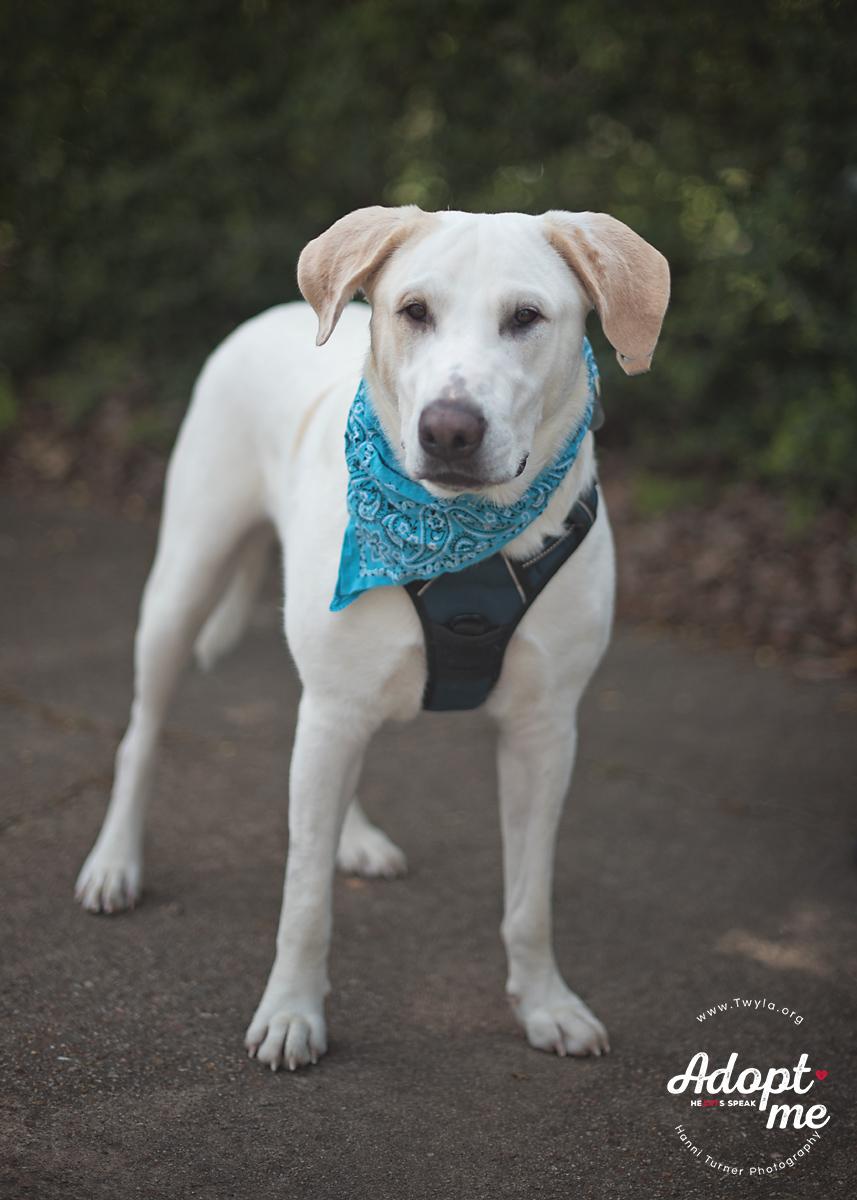 Charlie Brown, a Adoptable mixed breed image 4/5