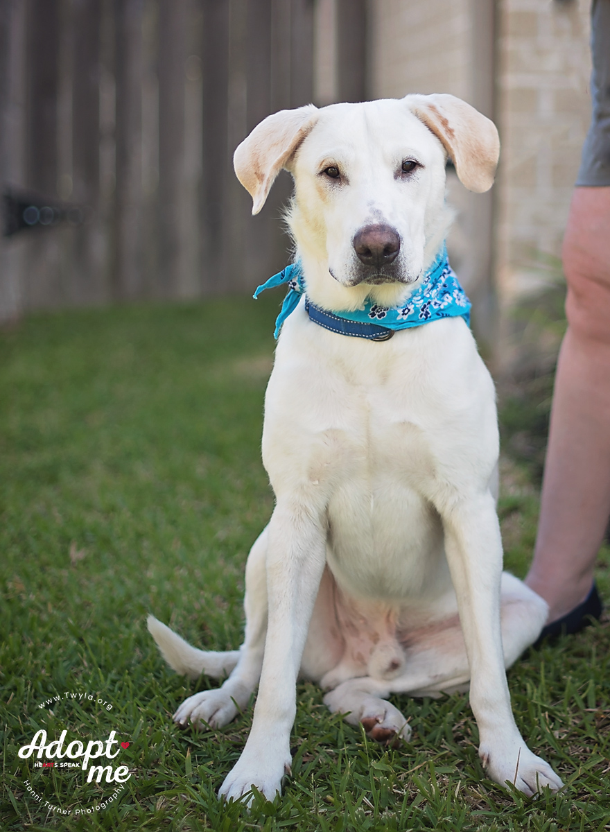 Charlie Brown, a Adoptable mixed breed image 3/5