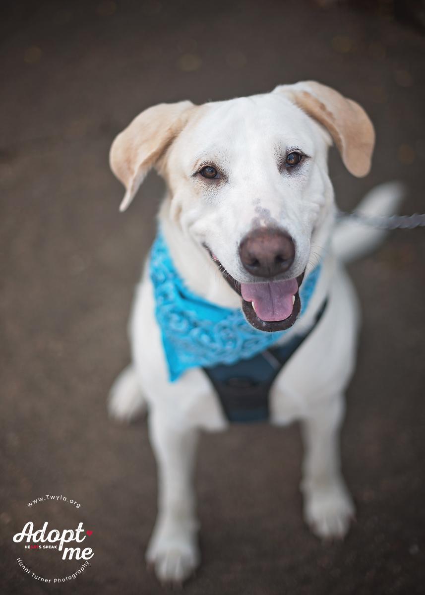 Charlie Brown, Adoptable, Adult Male Yellow Labrador Retriever & Catahoula Leopard Dog.