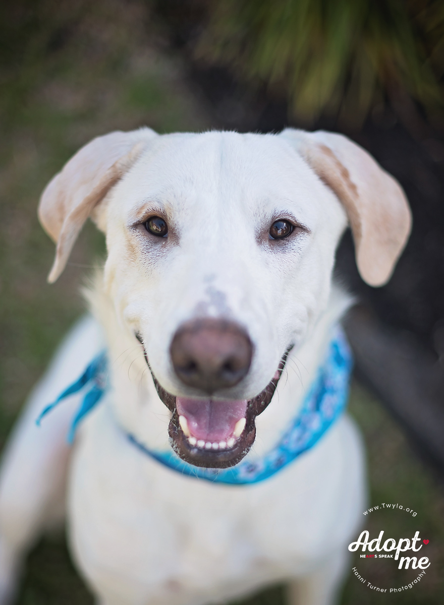 Charlie Brown, a Adoptable mixed breed image 2/5
