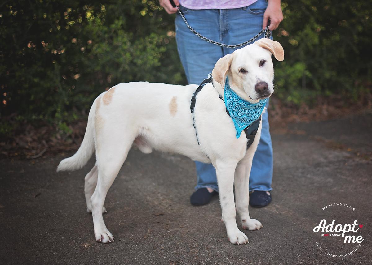Charlie Brown, a Adoptable mixed breed image 5/5
