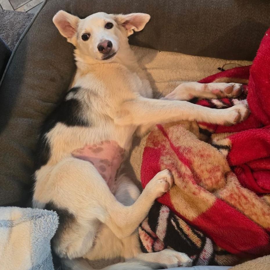 Chiffon, Adoptable, Young Female Mixed Breed.