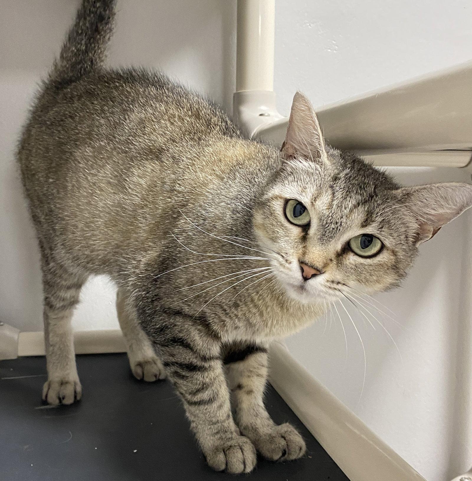 Carletta, Adopted, Adult Female Domestic Short Hair.