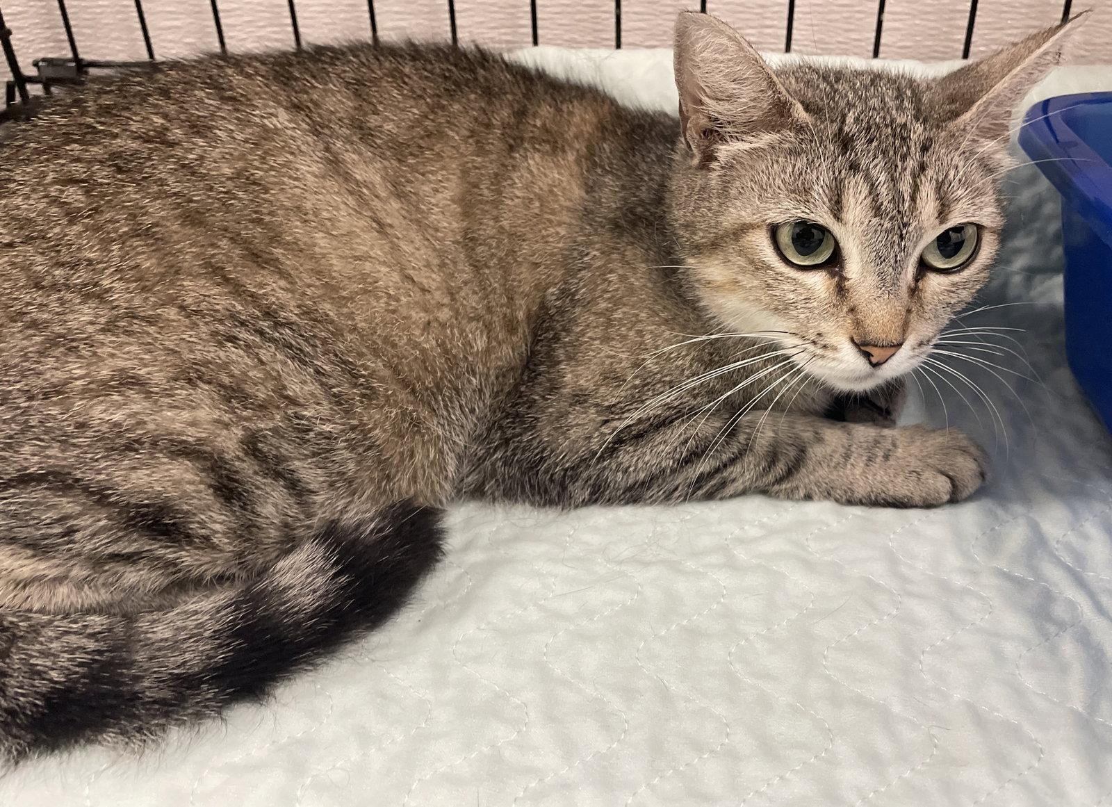 Enlarge Carletta, a Adopted Domestic Short Hair in Satellite Beach, FL image 2/3