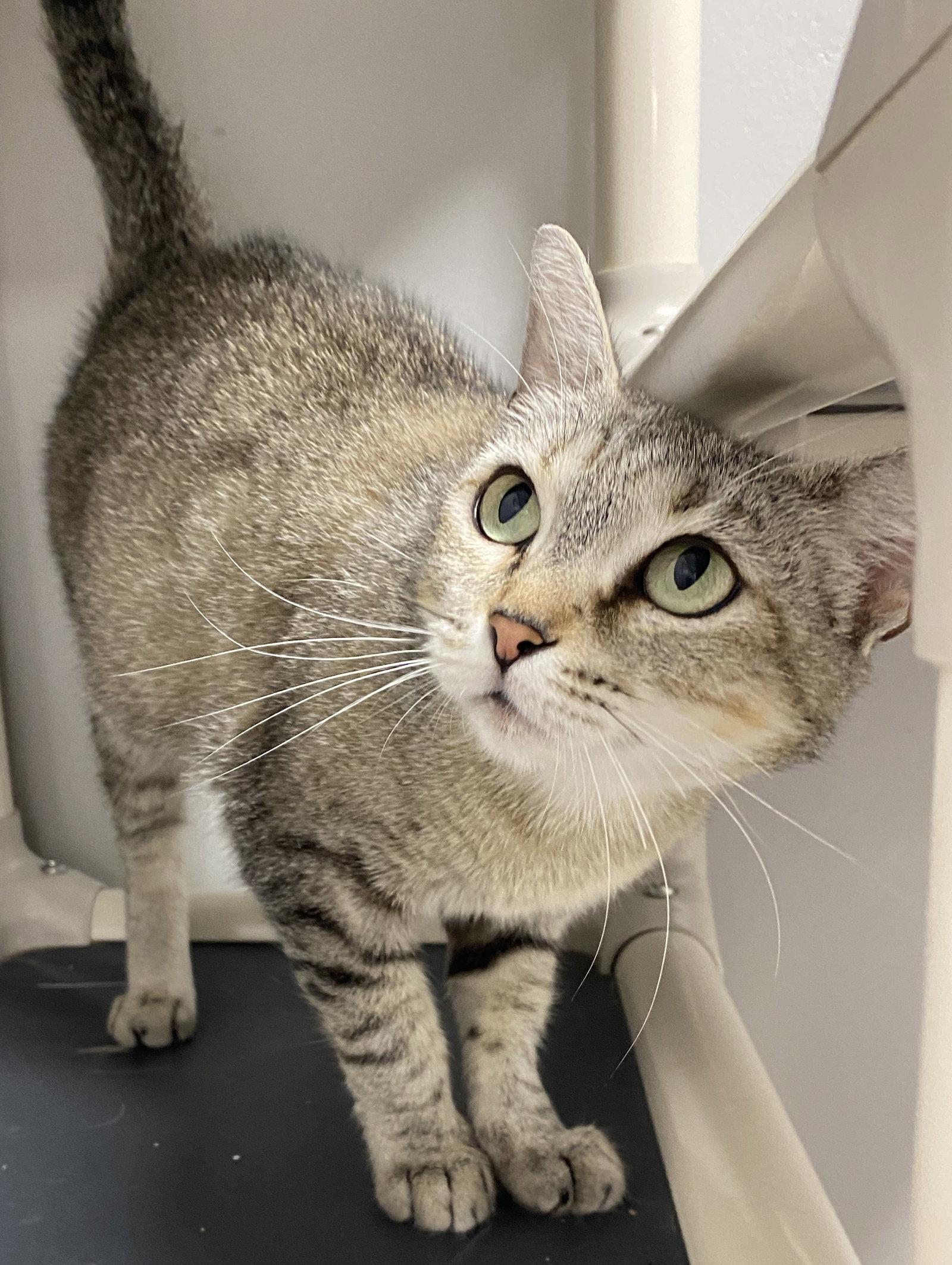 Enlarge Carletta, a Adopted Domestic Short Hair in Satellite Beach, FL image 3/3