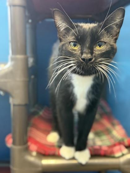 Enlarge Leslie Knope, a Adoptable mixed breed in Harbor Springs, MI image 1/1