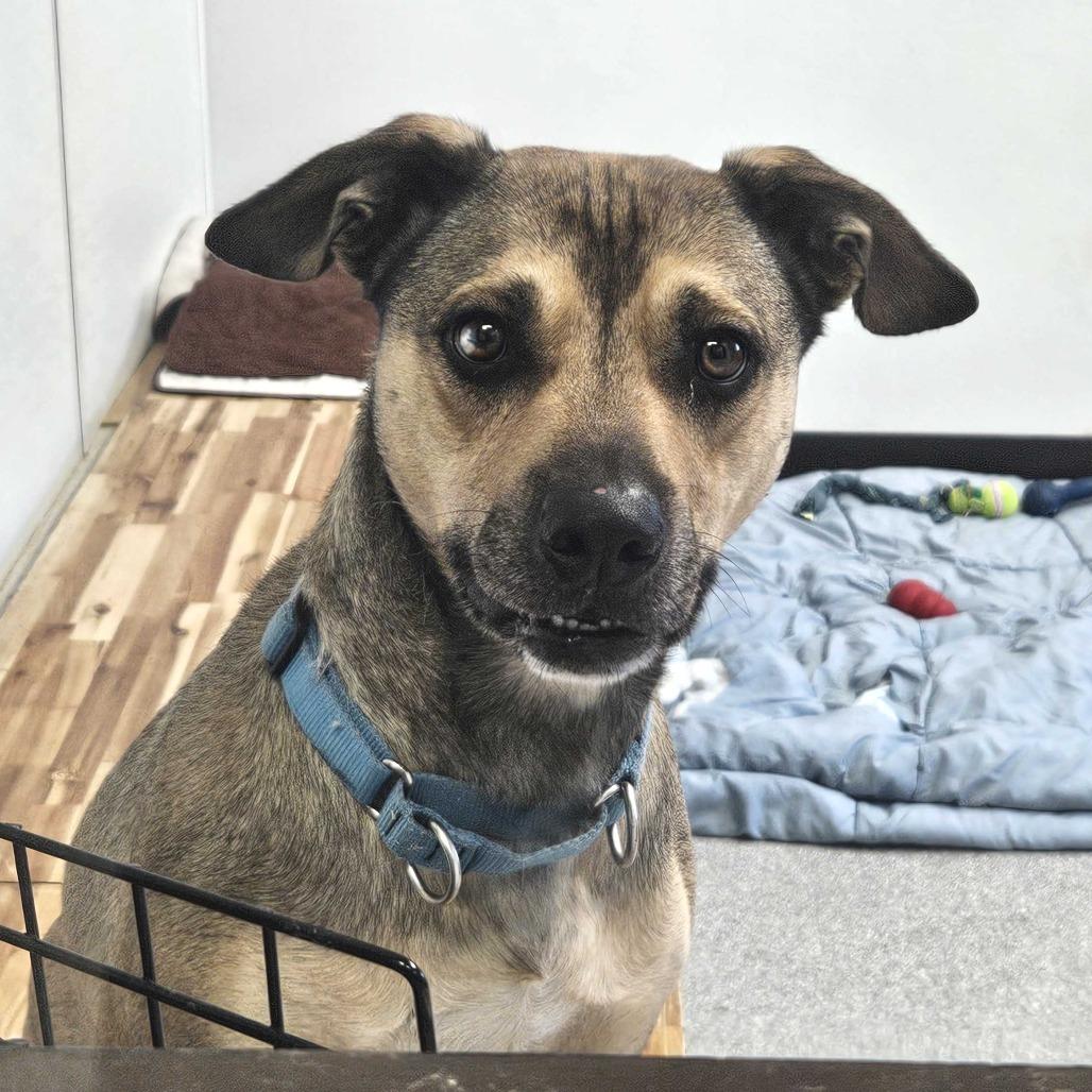 Enlarge Bo-Bo, a Adoptable mixed breed in Durango, CO image 1/6