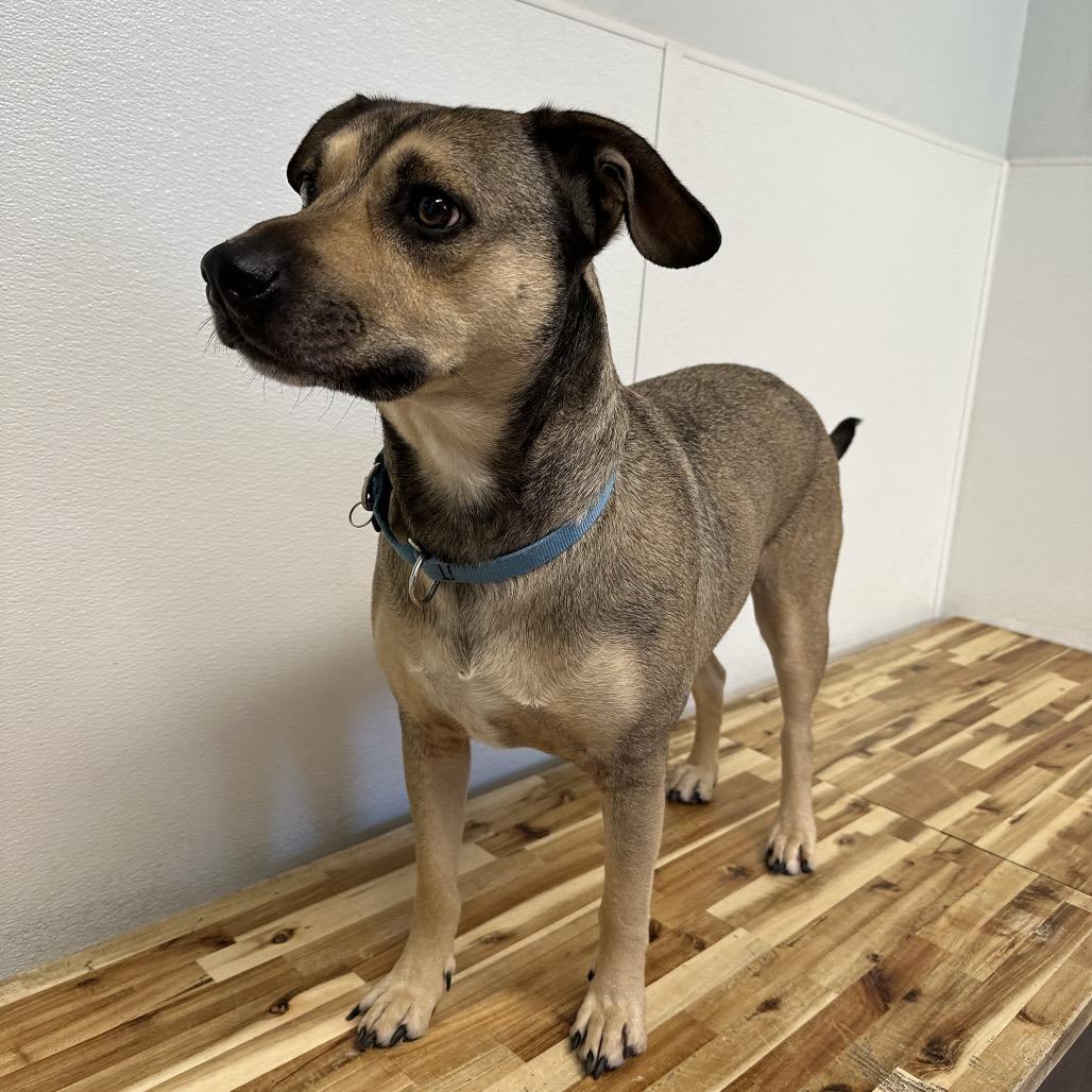 Bo-Bo, Adoptable, Adult Male Shepherd & Terrier.