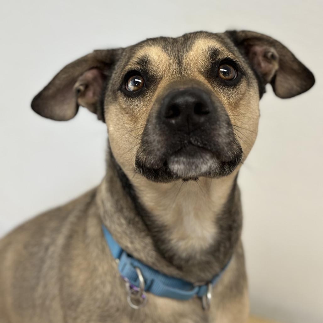 Enlarge Bo-Bo, a Adoptable mixed breed in Durango, CO image 2/5