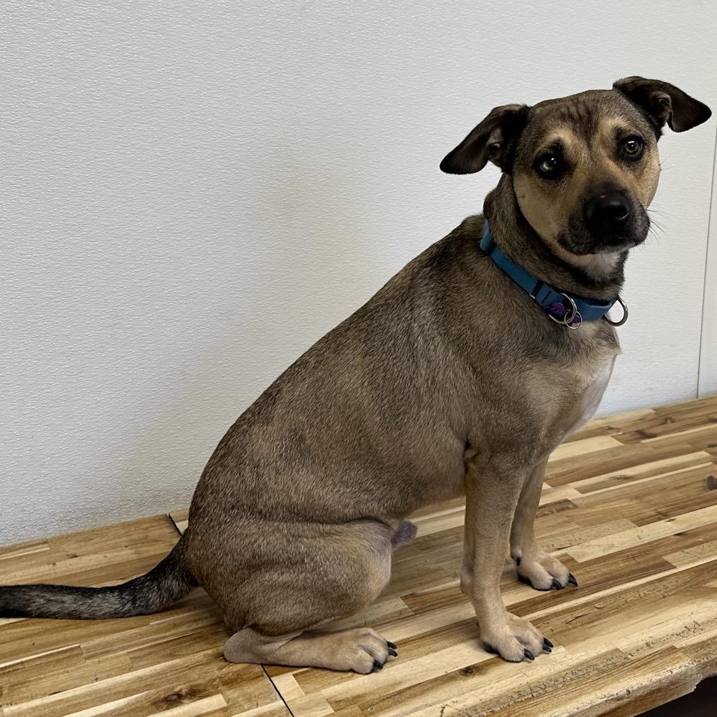 Enlarge Bo-Bo, a Adoptable mixed breed in Durango, CO image 3/5